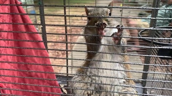 Los expertos dicen que las ardillas grises no suelen atacar a los humanos pero que sus mordeduras pueden causar heridas profundas que requieren atención médica (imagen de referencia)