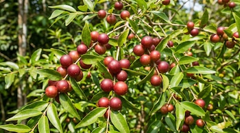 Vista de cerca de frutos redondos de camu camu de color rojo oscuro a púrpura rojizo en ramas con hojas verdes vibrantes bajo la luz del sol.