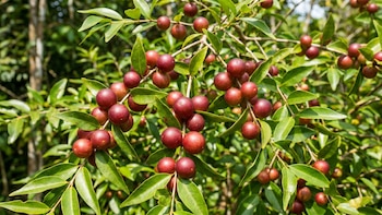 Qué es el camu camu, el superalimento que supera a la naranja en vitamina C y está arrasando entre los nutriólogos