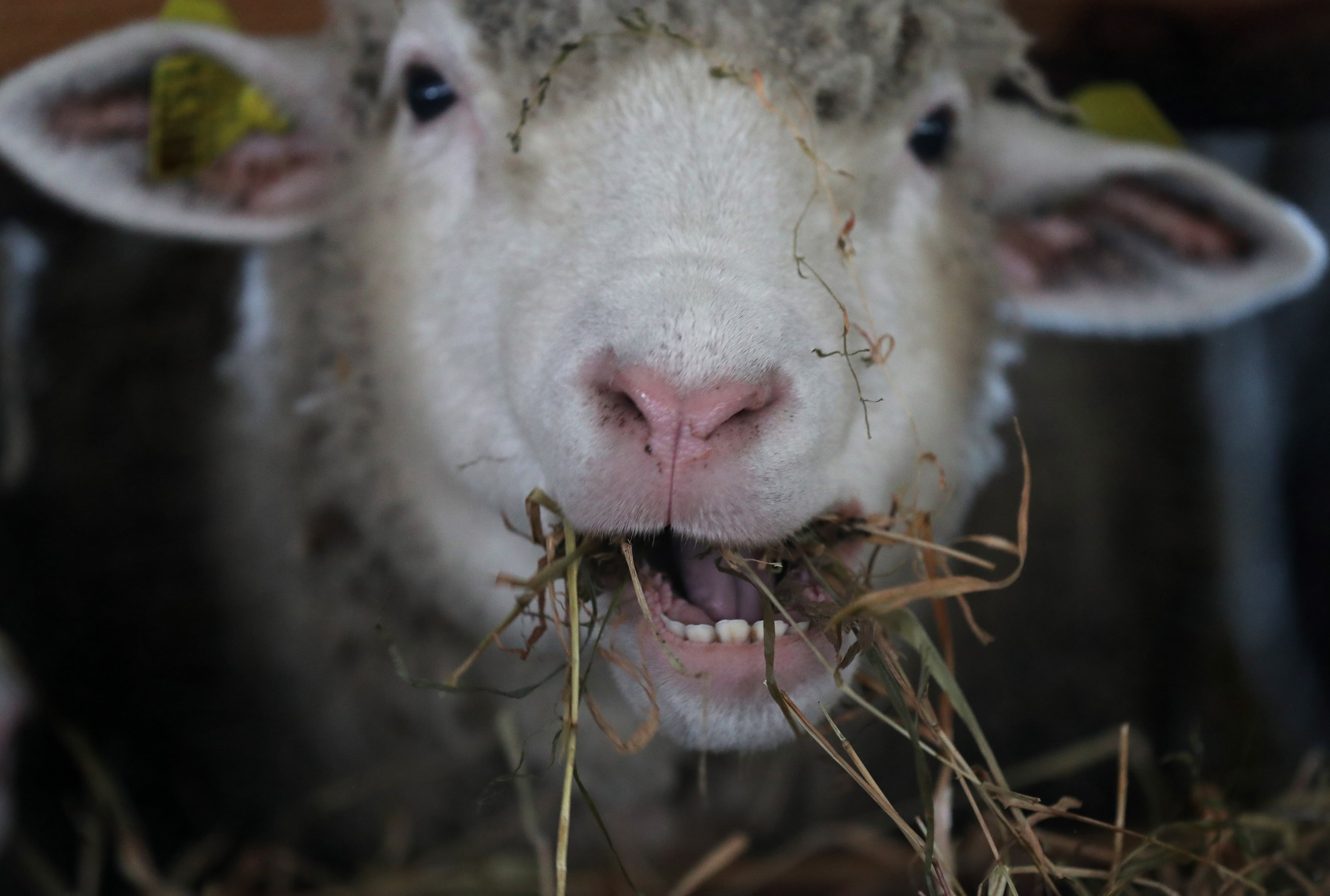 El scrapie es una afección neurodegenerativa exótica para la ganadería argentina EFE/TATYANA ZENKOVICH