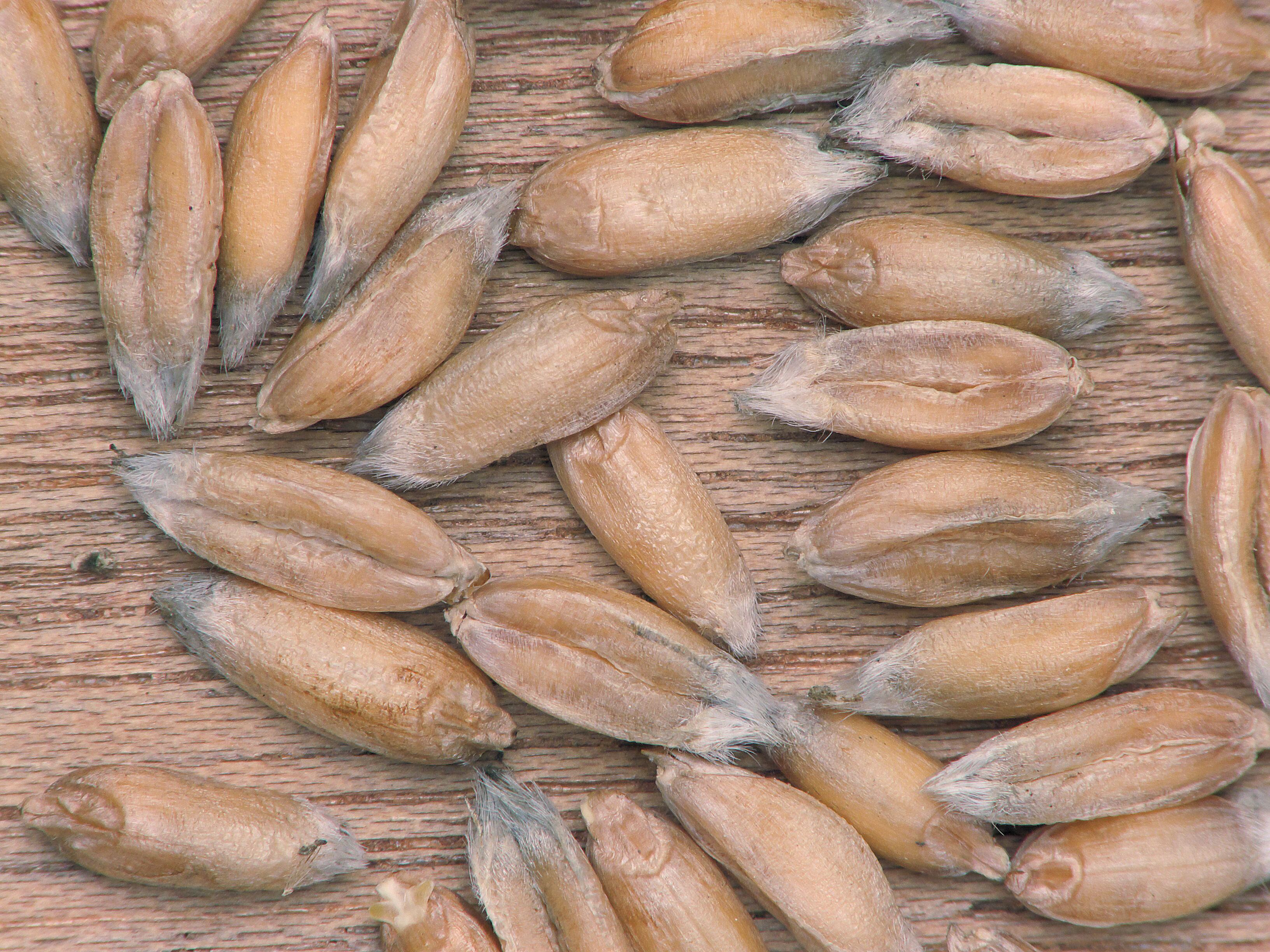 A pesar de que su uso en la elaboración de panes es milenario muchas personas no saben de su existencia. (Wikimedia)