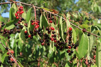 La temporada de capulín comienza