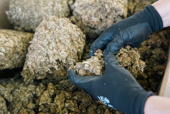 Cada gramo de los 83,712.07 de marihuana es contabilizado por peritos de la FGR para asegurar el cumplimiento del protocolo (Cortesía FGR).