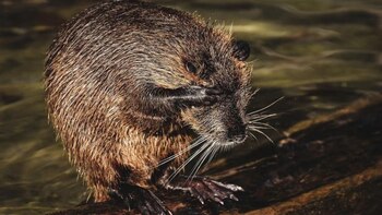 Estos mamíferos llegaron a tierras