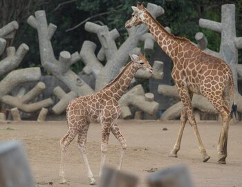 Hasta el 10 de febrero