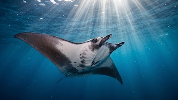 Identifican zonas críticas de reproducción de rayas diablo en el Caribe a través de fotos de turistas y datos pesqueros