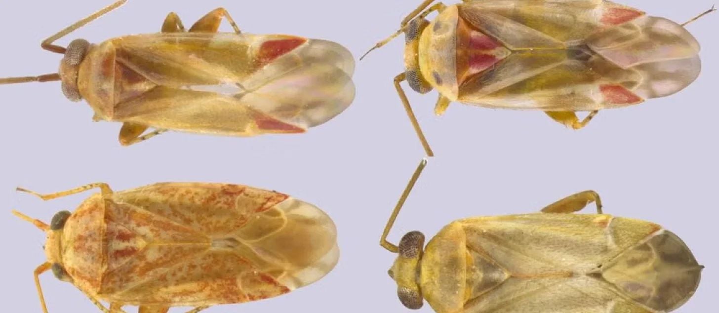 El estudio publicado en Insect Systematics and Evolution nombró cuatro especies como Swiftiephylus taylorae, Swiftiephylus amator, Swiftiephylus intrepidus y Swiftiephylus poetorum (Sarah Schroeder/UCR)