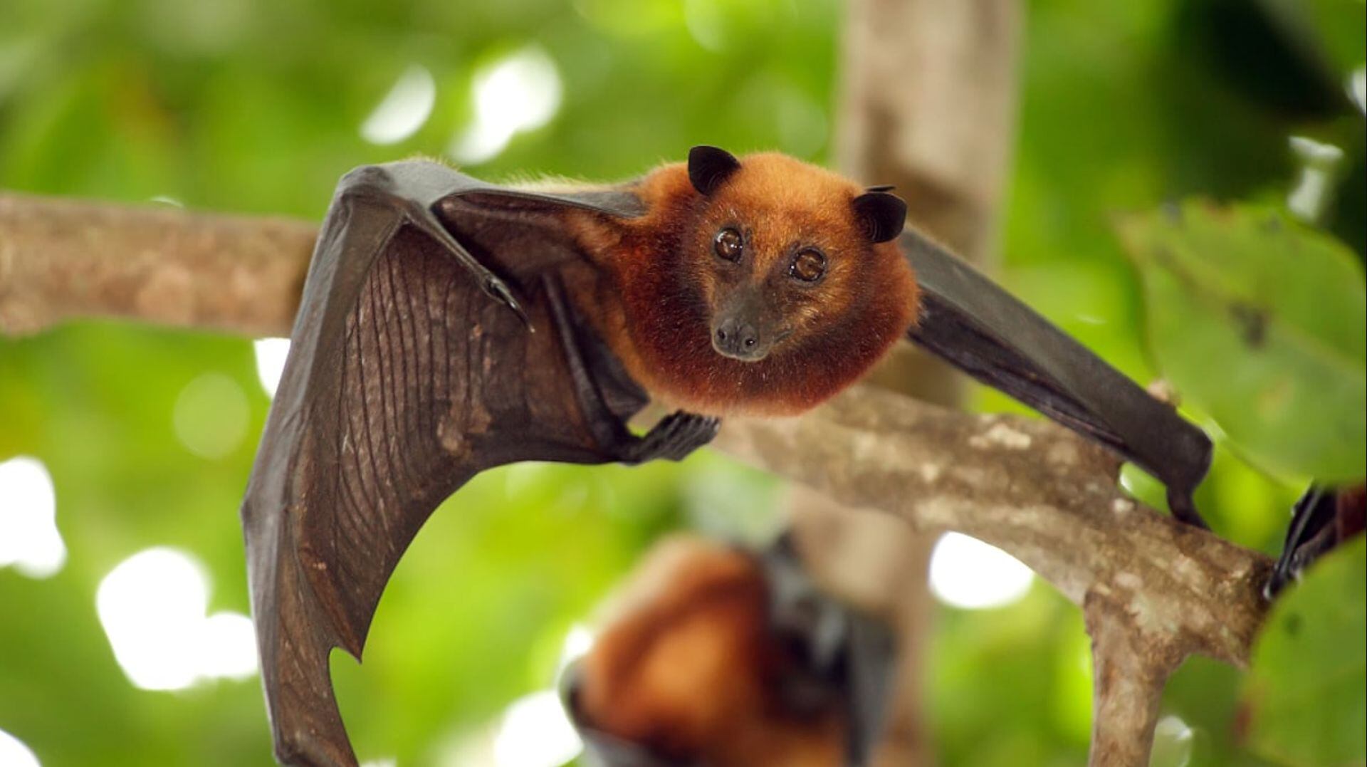 Su papel en la dispersión de semillas y el control de insectos convierte a los murciélagos en aliados naturales de la agricultura, reduciendo costos y favoreciendo la biodiversidad. (Freepik)