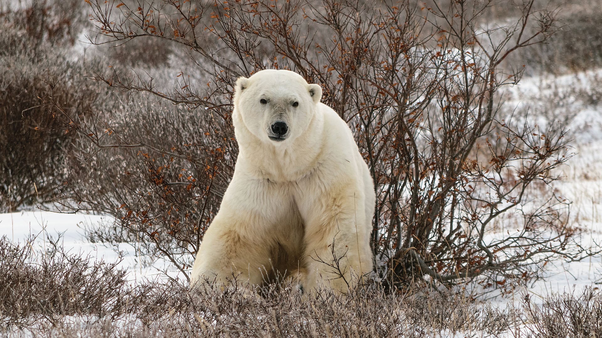 El análisis del ADN muestra que los 'genes saltarines' se activan más en osos polares expuestos a temperaturas elevadas y fluctuantes (Crédito San Diego Zoo)
