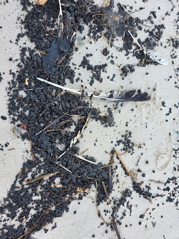 Restos de alquitrán negro, plumas de aves y ramas sobre arena clara
