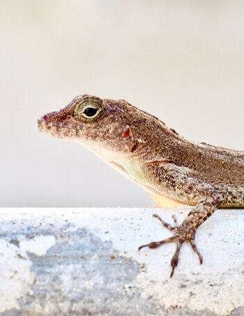 Una lagartija anolis cristatellus, en