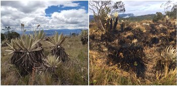 PÁRAMO DE LAS MOYAS