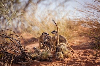 La combinación de ventajas hormonales