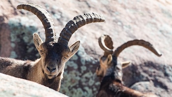 Las cabras pueden seguir la dirección de una voz humana para hallar comida