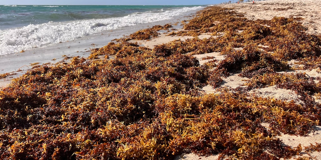 Acumulación récord de sargazo en el Caribe: qué es y cómo afecta a la naturaleza - Infobae