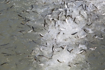 El salmón Chinook se expandió