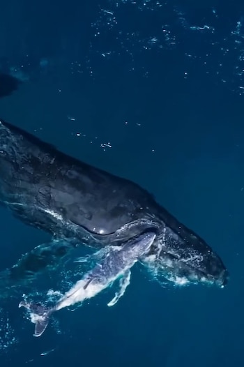 La cría, todavía torpe, aprendía a respirar y a flotar, mientras la madre permanecía siempre cerca para asistirla en sus primeros movimientos (forrestfov)