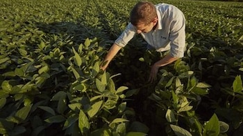 BASF Soluciones para la Agricultura