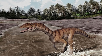 Ilustración de dinosaurio terópodo marrón rayado, boca abierta, caminando en río poco profundo salpicando. Fondo con bosque de coníferas y helechos.