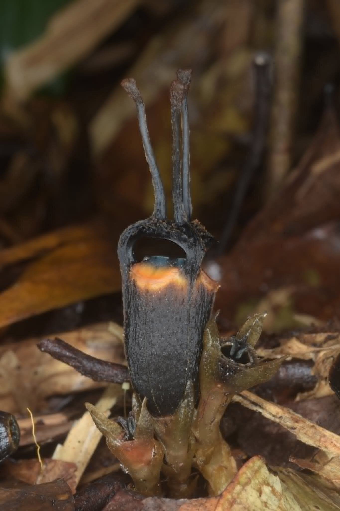 Los investigadores denominaron a Thismia daemona “flor del diablo” por su flor negra, sus apéndices similares a cuernos y sus zonas rojizas y anaranjadas en la base (Sahut Chantanaorrapint)