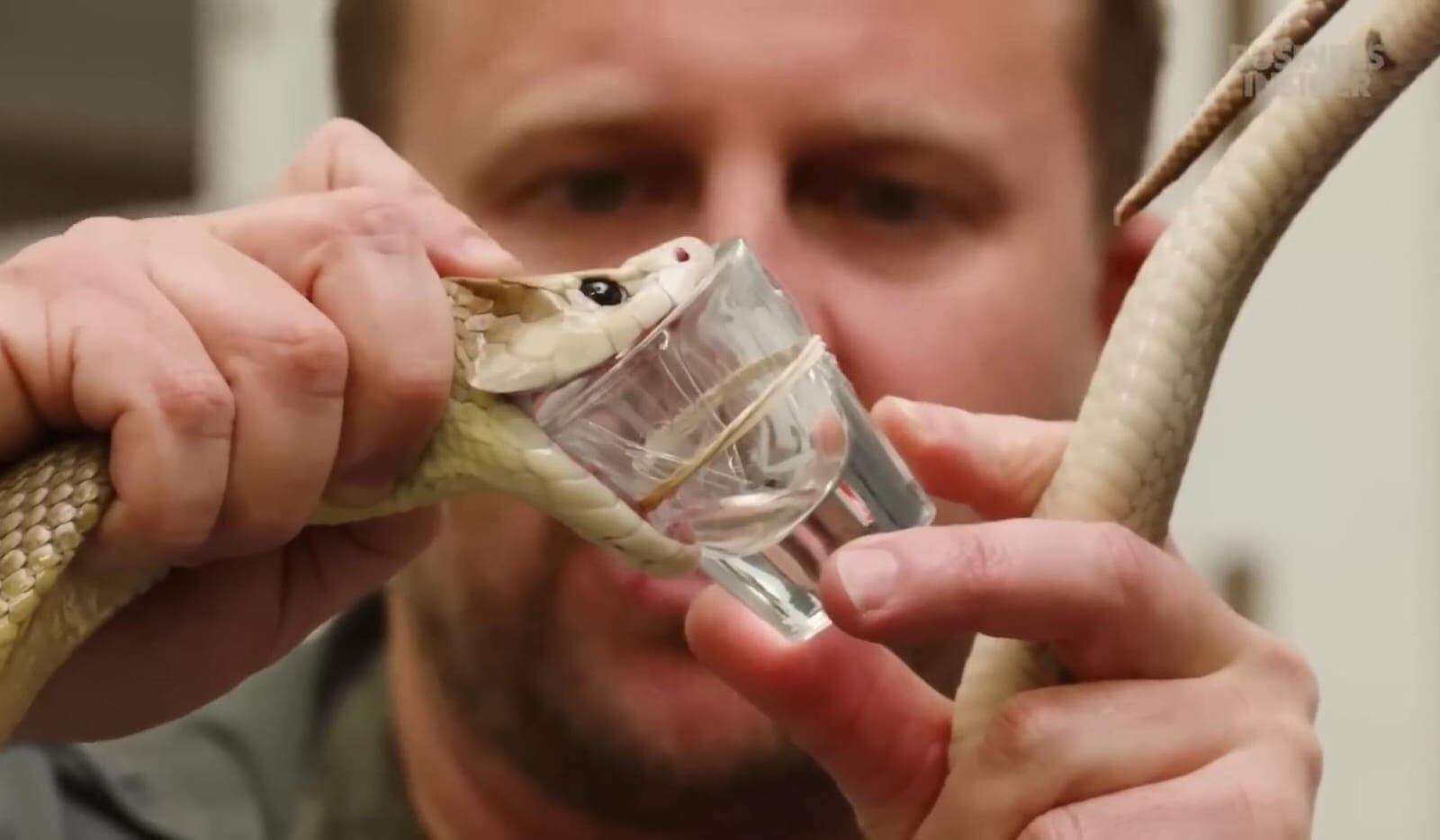 Serpientes altamente tóxicas son manejadas con destreza en un programa que combina conservación y biotecnología (Business Insider/Captura de video)