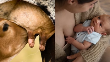 El calostro de vaca y