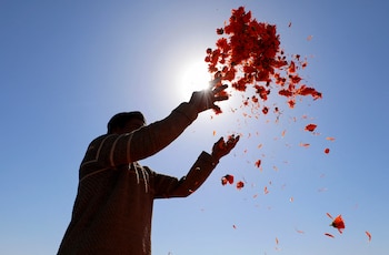 La caléndula tiene una larga