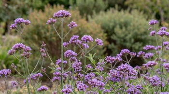Primer plano de flores de verbena morada en plena floración con tallos esbeltos, sobre un fondo de follaje verde borroso.