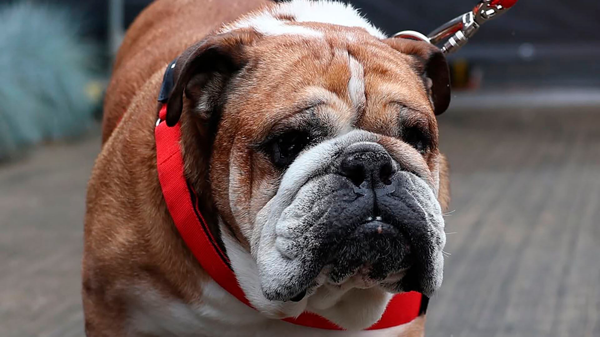 Roscoe acompañaba a Hamilton en sus carreras