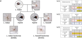 Diagrama con imágenes de arañas Latrodectus katipo y Latrodectus hasselti, arañas híbridas y de retrocruces. Tres tablas Punnett muestran herencia genética