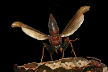 Avispa Polistes canadensis rojiza con alas translúcidas abiertas sobre su nido de papel, mostrando huevos blancos en las celdas, con fondo oscuro