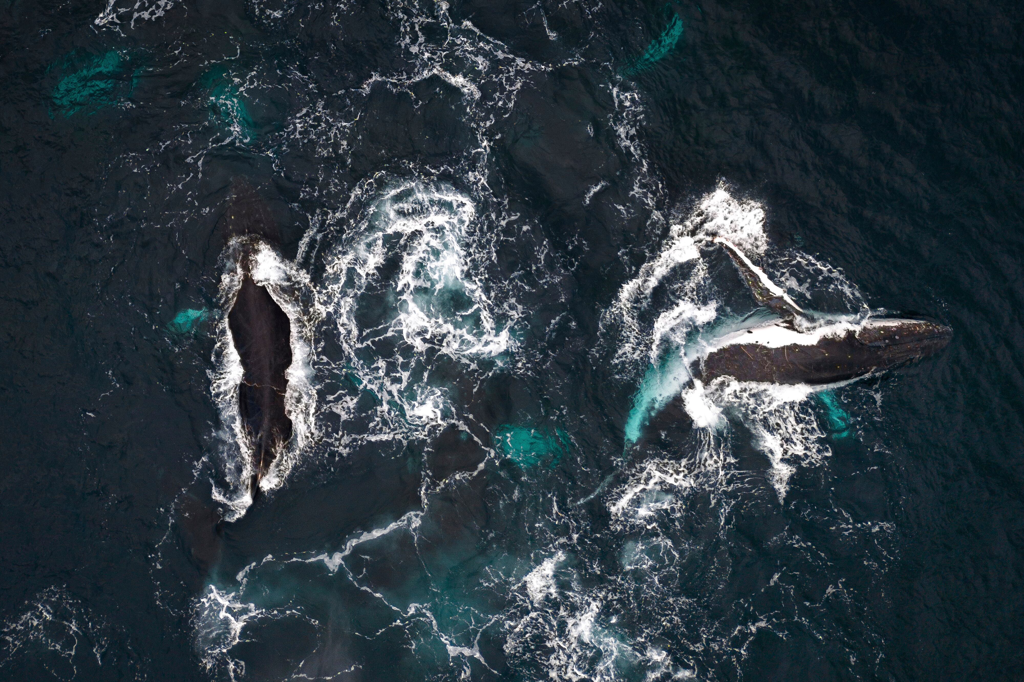 Los visitantes tienen la oportunidad de ver de cerca a estos majestuosos mamíferos marinos mientras migran desde las frías aguas de la Antártida - crédito AP