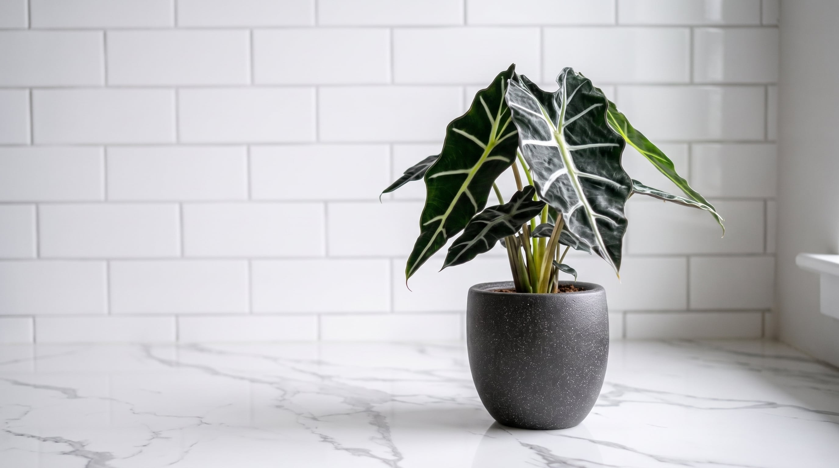 La alocasia prefiere ambientes cálidos, húmedos y luminosos, con revisiones frecuentes para detectar plagas. (Imagen Ilustrativa Infobae)