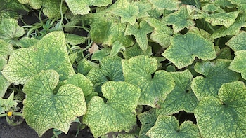 Si tus plantas tienen puntos amarillos, podría estar muriéndose: un jardinero explica qué hacer y cómo evitarlo