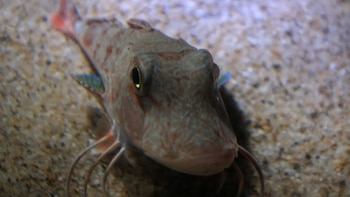 El estudio del petirrojo marino