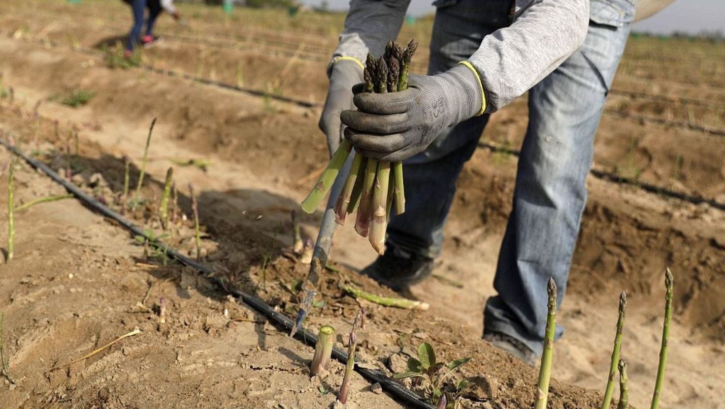 Durante la emergencia de 2017, exportadoras del norte de Perú operaron con cerca del 30% de su plantilla y registraron caídas de hasta 20% en la producción.
