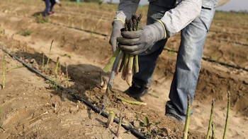 Perú en su Vía Crucis:
