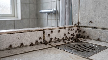Mosquitas del drenaje agrupadas en azulejos grises húmedos junto a una rejilla metálica de desagüe en un baño.