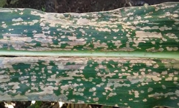 Hoja de cultivo de maíz afectada por "mancha blanca"