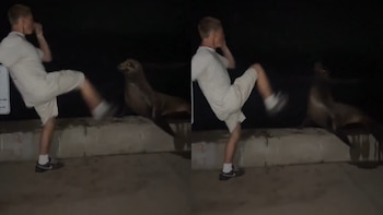 Un joven se declaró culpable de un delito federal por patear a un lobo marino en California