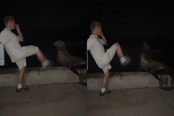 Dos imágenes muestran a un joven con camiseta y pantalón corto pateando a un lobo marino sobre un muro de concreto oscuro por la noche