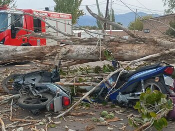 El árbol cayó sobre la calzada en la intersección de Dorrego y Azcuénaga, en el departamento de Las Heras