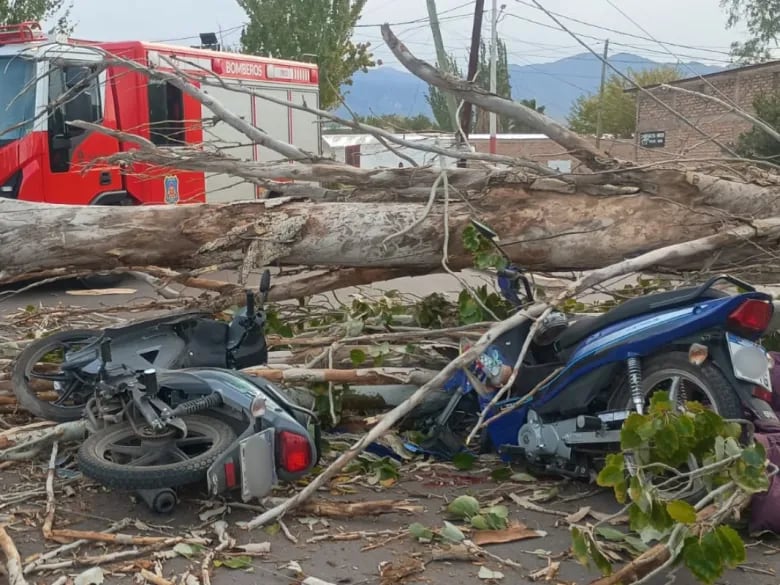 El árbol cayó sobre la calzada en la intersección de Dorrego y Azcuénaga, en el departamento de Las Heras