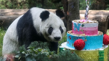 Xin Xin, la panda más longeva de México, cumplió 36 años y Chapultepec lo celebra con exposición especial