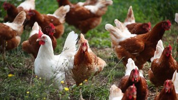 Las gallinas libres producen huevos