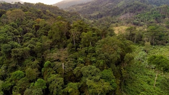 Vista aérea de un paisaje montañoso cubierto por una densa selva, con árboles de distintos tonos de verde y algunas zonas de terreno despejado