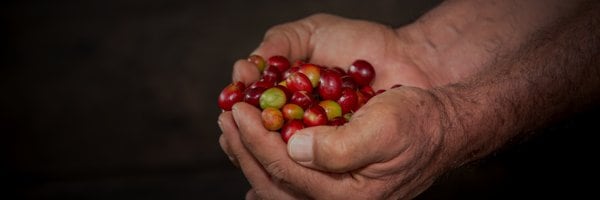 La Federación Nacional de Cafeteros cuestionó una tarifa de $4.235 por tonelada transportada y pidió a la Alcaldía revisar sus efectos sobre la competitividad del comercio exterior - crédito @Cccaficultores/X