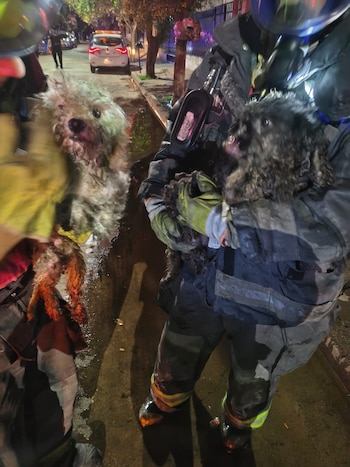 Morena y Pirata, los dos