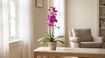 Una orquídea con flores moradas en una maceta gris sobre una mesa de mármol blanca, con un sillón beige y una ventana al fondo.