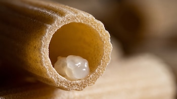 Este es el insecto que pone huevos en tu comida y los deja listos para que los cocines sin darte cuenta